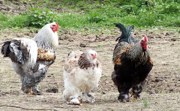 voor het geval dat Onheil Ervaren persoon BRAHMALEIS : Fokkerij/Elevage poules Brahma & Serama kippen - Stal Covahof