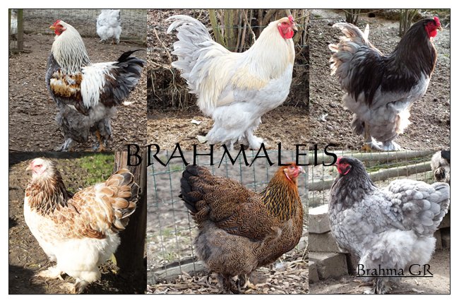 complexiteit onderhoud Leeuw BRAHMALEIS : Fokkerij/Elevage poules Brahma & Serama kippen - Stal Covahof